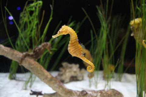 As a symbol of gentleness, patience, purity, and protection, the seahorse is a perfect representation of the care and attention that parents put into preparing formula for their little ones.